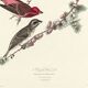 Poster about the Purple Rosefinch, based on an old engraving from 1827.