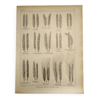 Original engraving from 1922 - Wheat (1) - Old botanical and educational plate