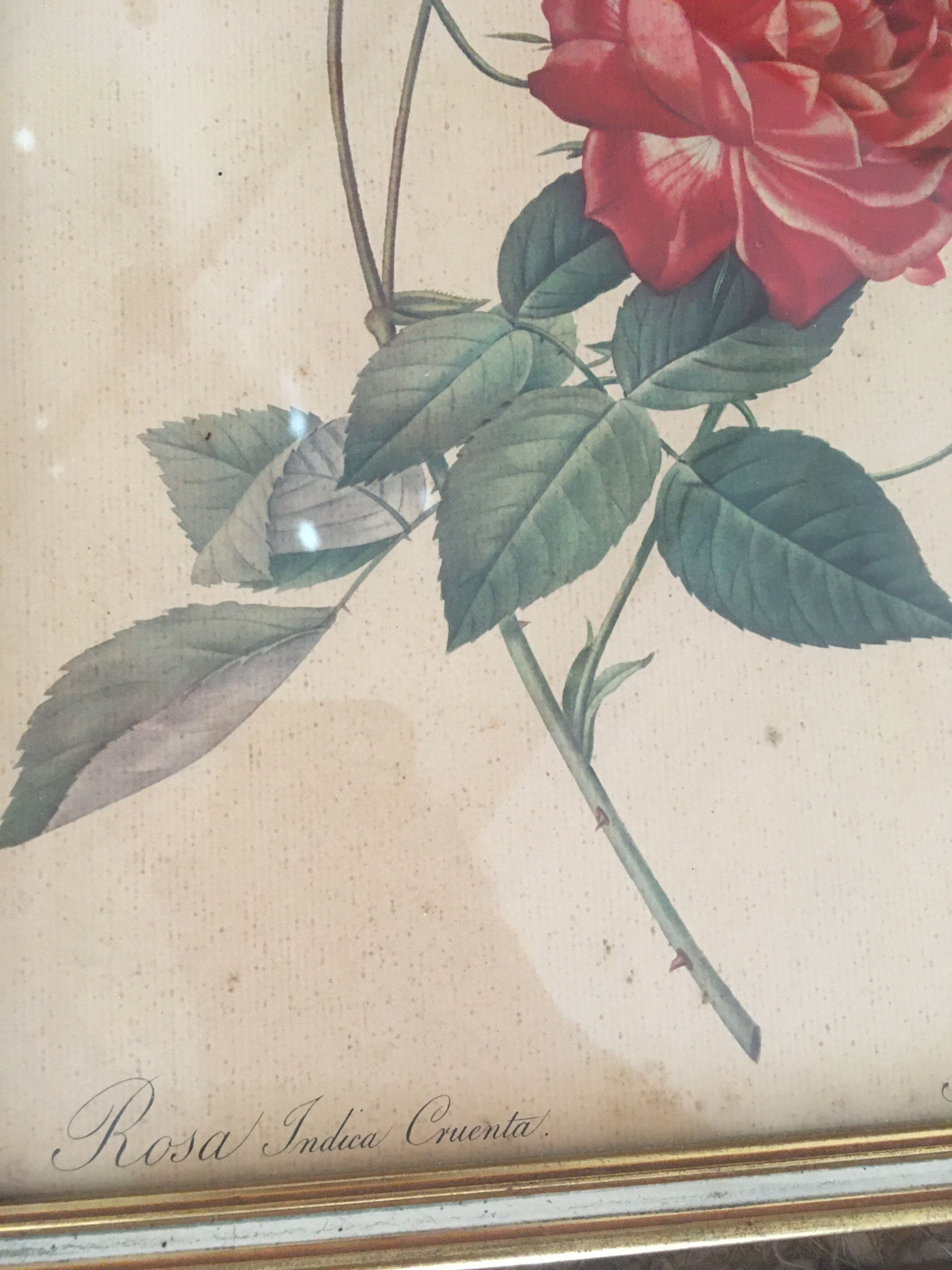 Two botanical plates.