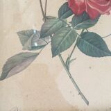 Two botanical plates.