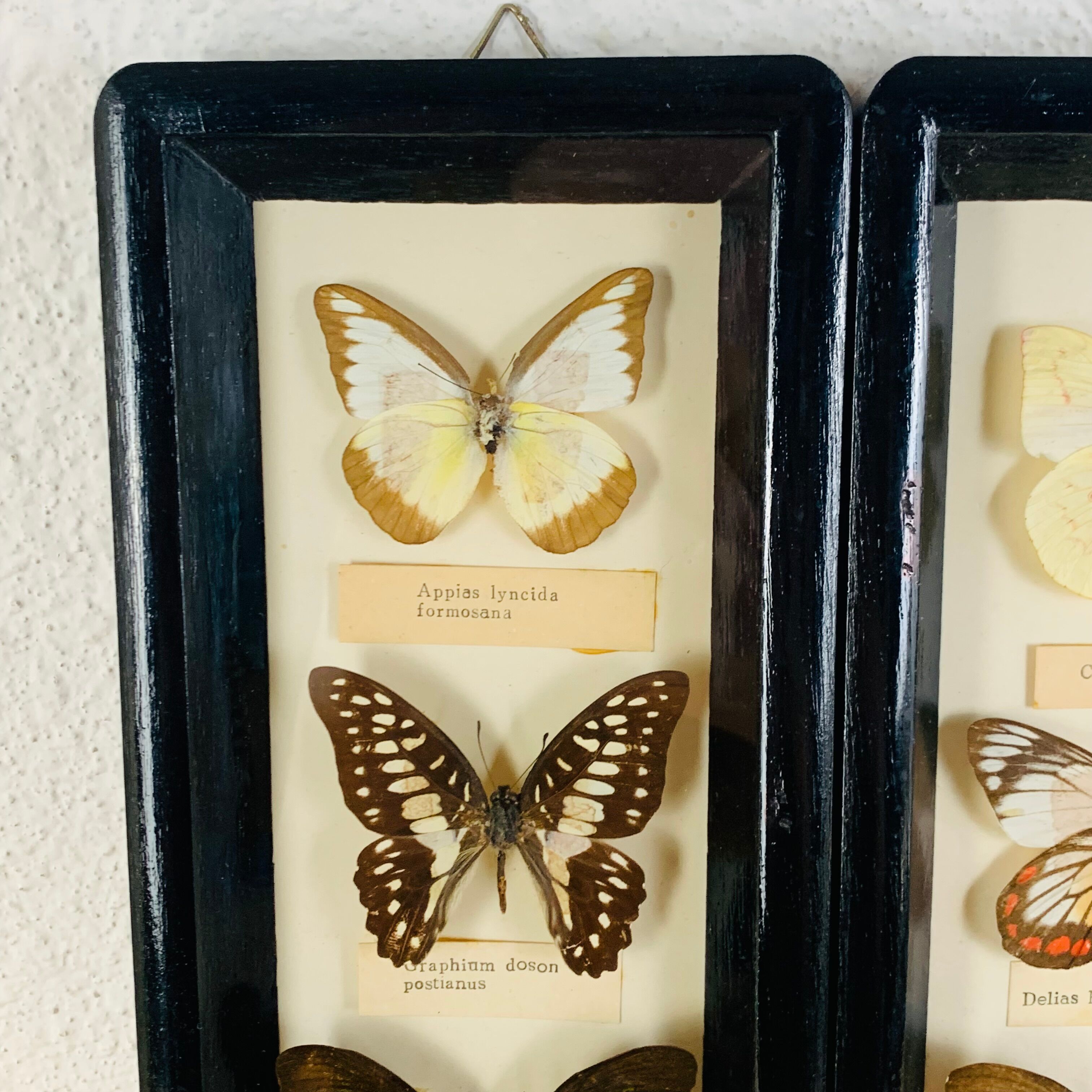 Vintage naturalized butterfly frame