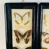 Vintage naturalized butterfly frame