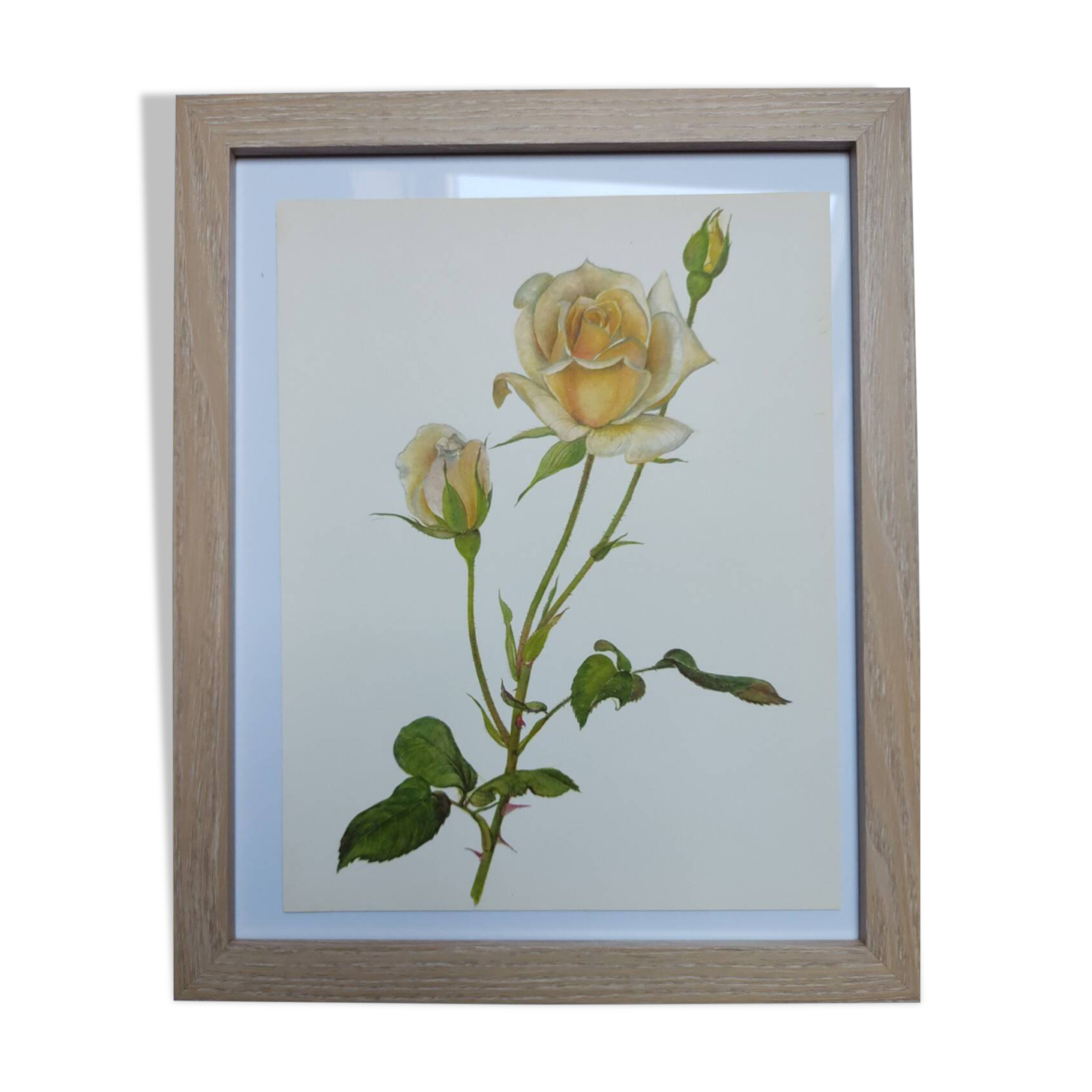 Illustration botanique de 1968 Joanna Hill - Planche Vintage fleur et rose