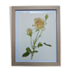 Illustration botanique de 1968 Joanna Hill - Planche Vintage fleur et rose