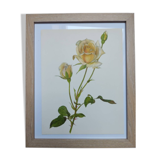 Botanical illustration from 1968 Joanna Hill - Vintage flower and rose board