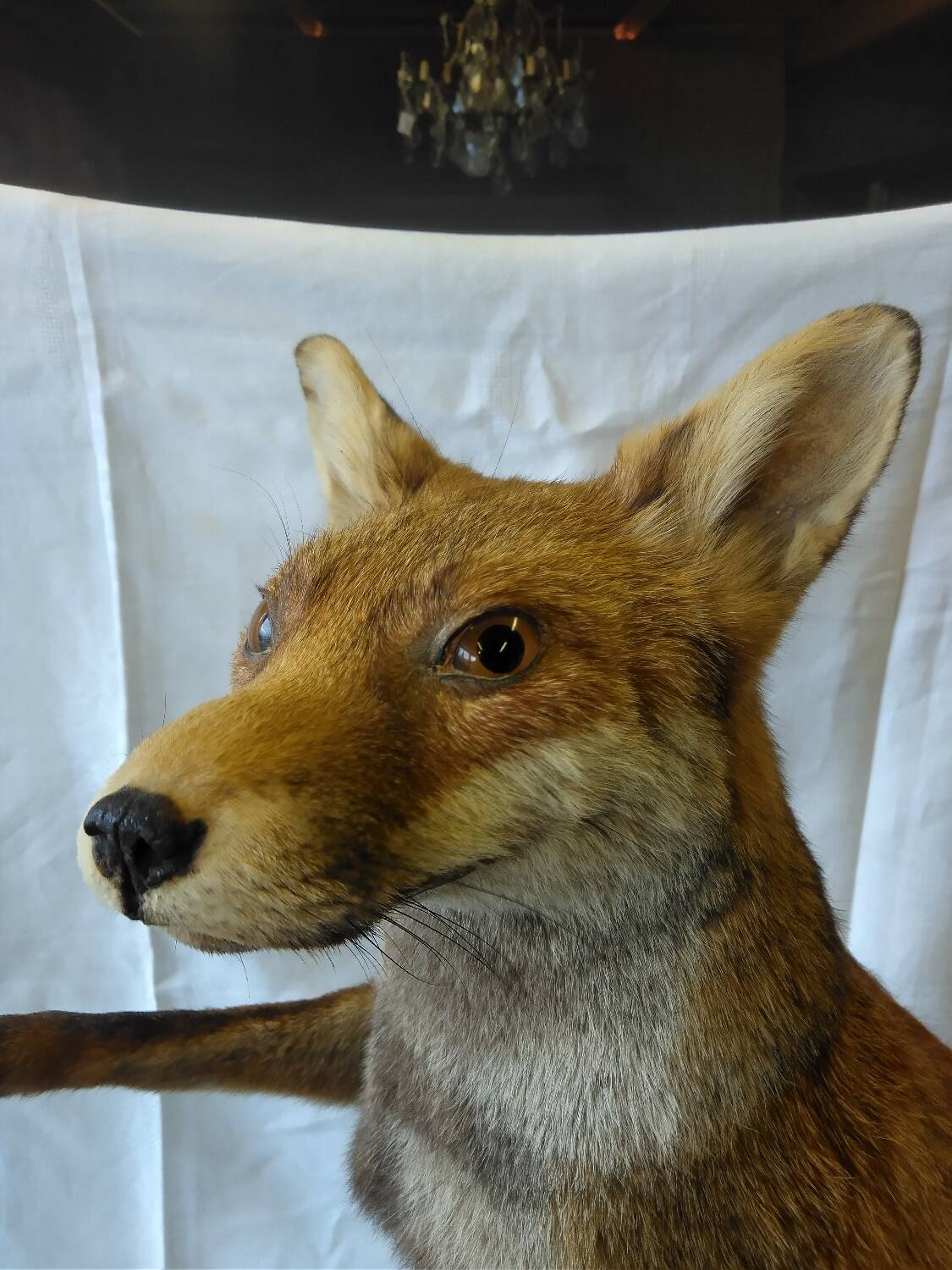 Stuffed fox taxidermy