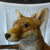 Stuffed fox taxidermy
