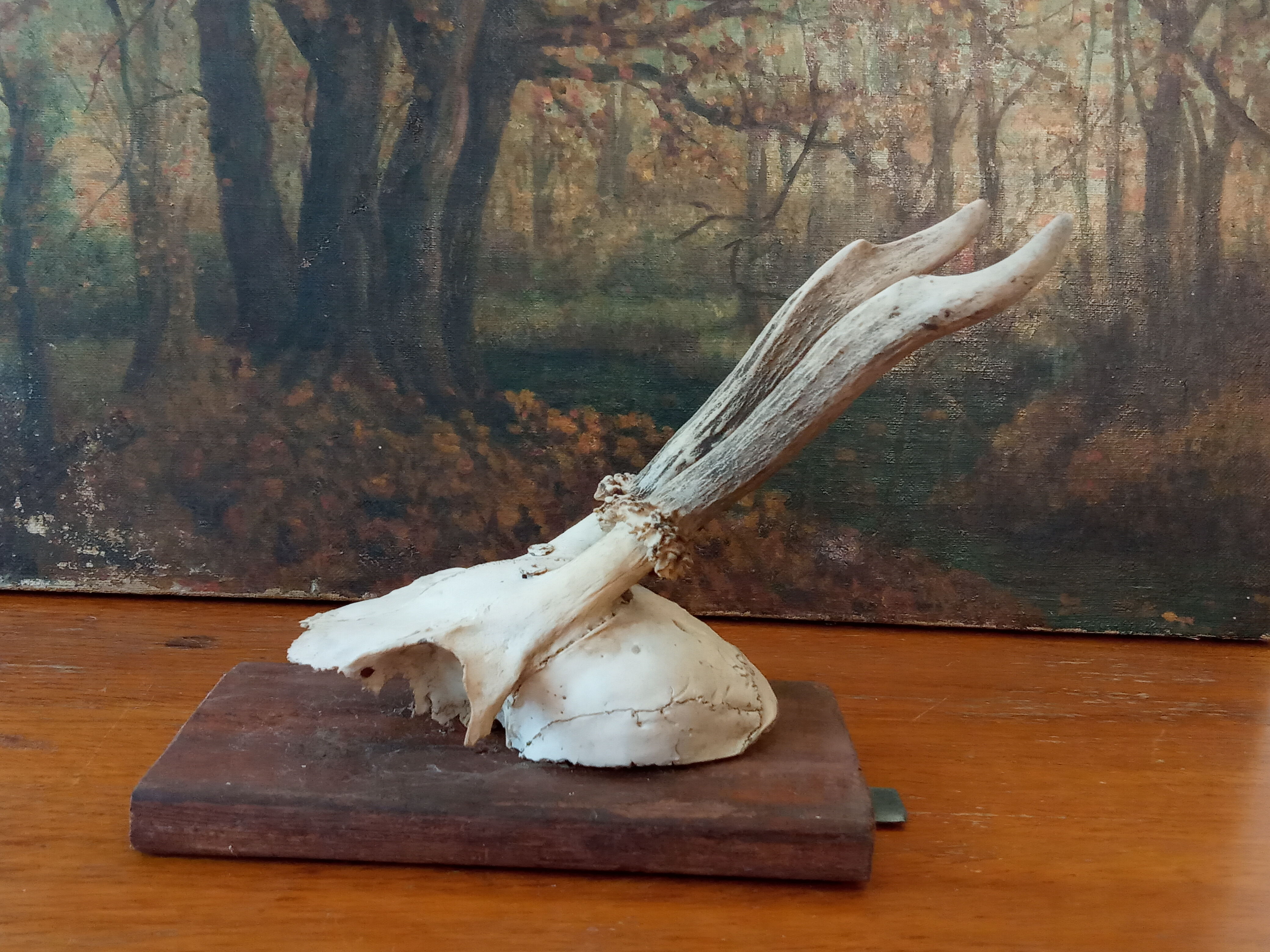 Pair of ancient hunting trophies, deer