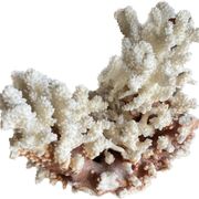 vintage coral branch
