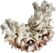 vintage coral branch