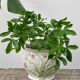 White ceramic pot cache in old flower slip