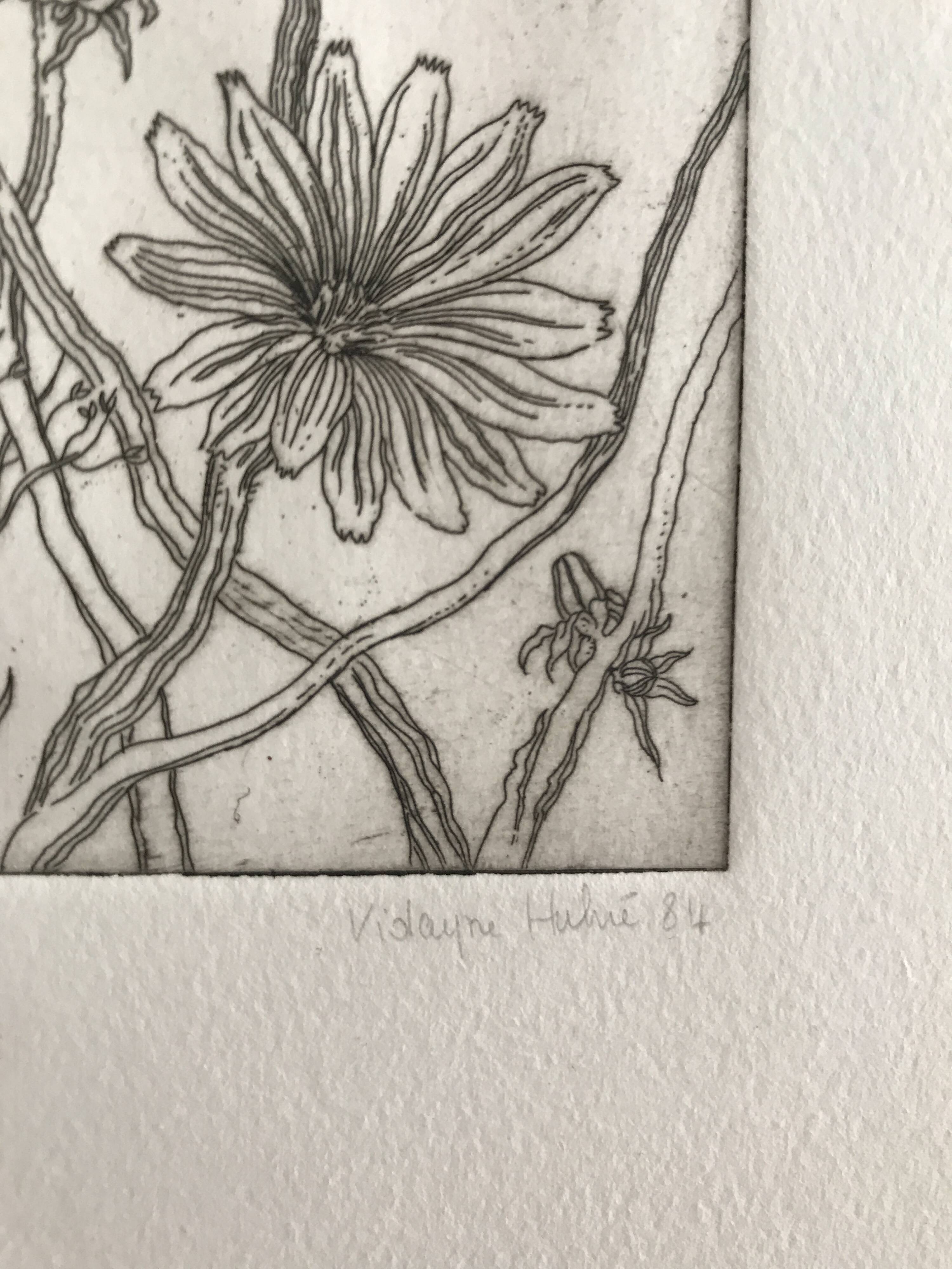 Vilayne hulné, study of clematis, 1984. original etching signed in pencil