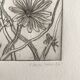 Vilayne hulné, study of clematis, 1984. original etching signed in pencil