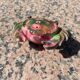 1950 crab salt shaker