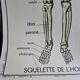 School poster Rossignol the skeleton/ excretion