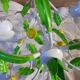 Iron chandelier lemons 60