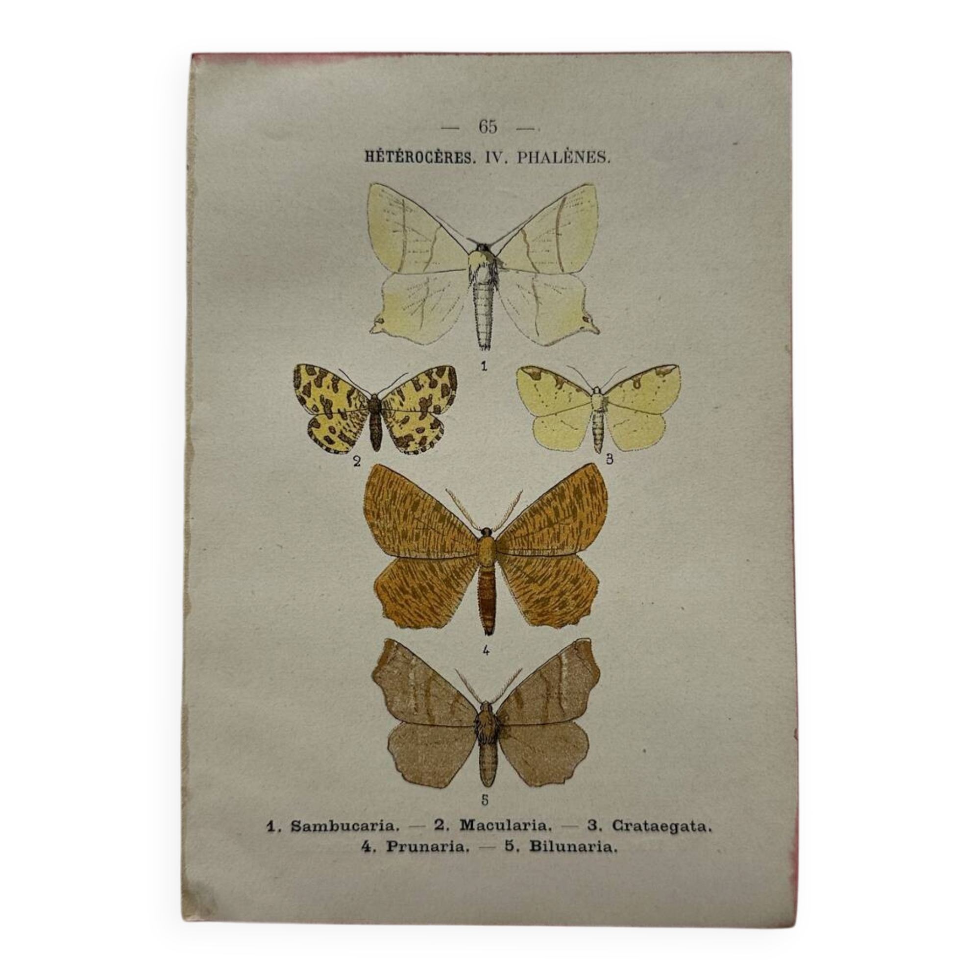 Planche Botanique 1800 Gravure naturaliste ancienne 19eme recto verso