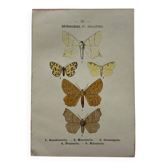 Botanical Plate 1800 Old Naturalist Engraving 19th Century Double-Sided