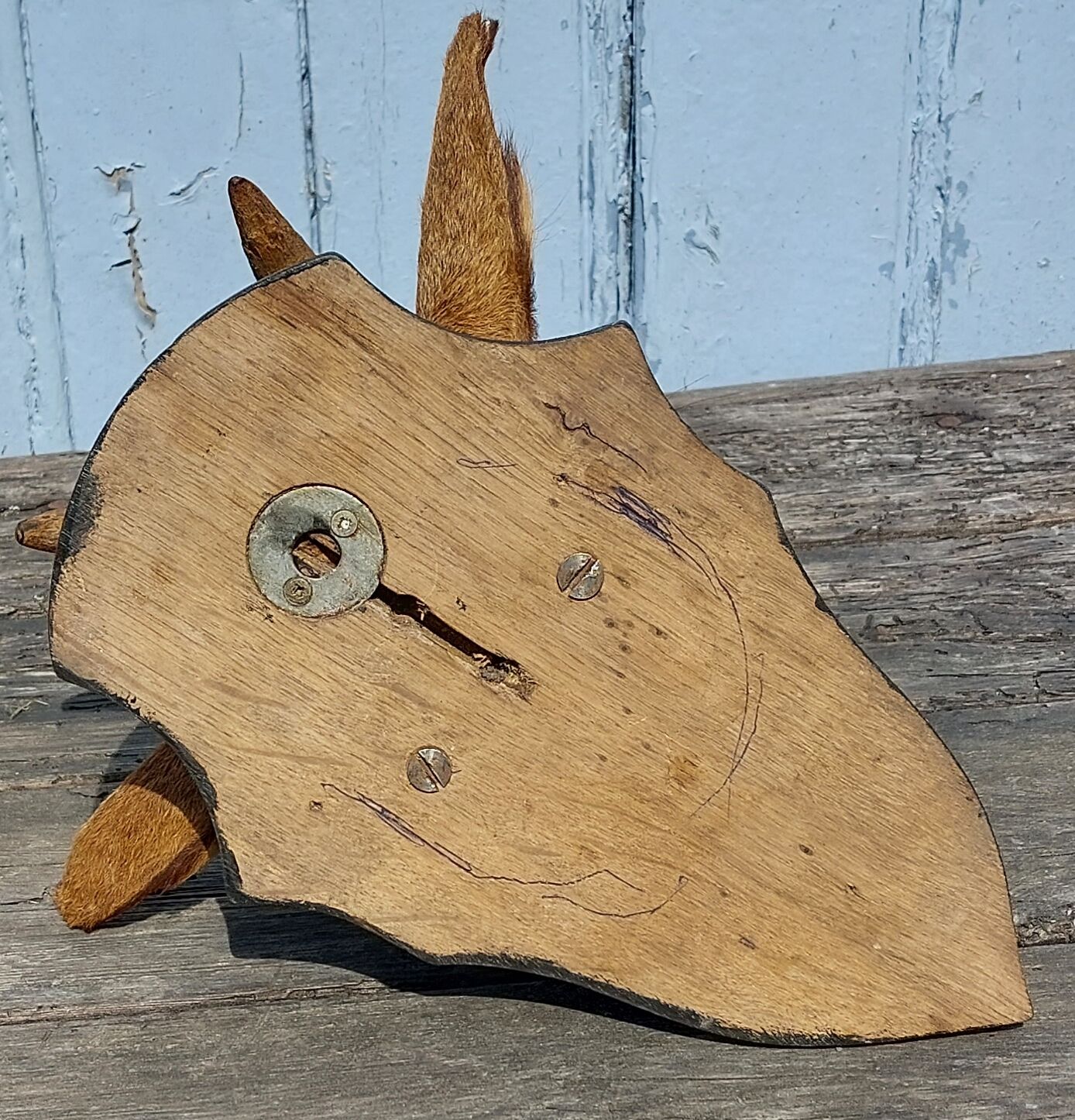 Goat hunting trophy