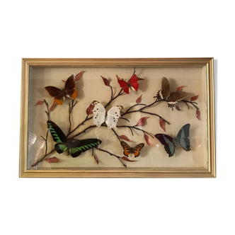 Box of naturalized butterflies
