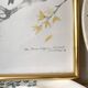 Framed bird engraving, botanical plate sternus vulgaris