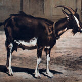 Displays educational goat, 1916
