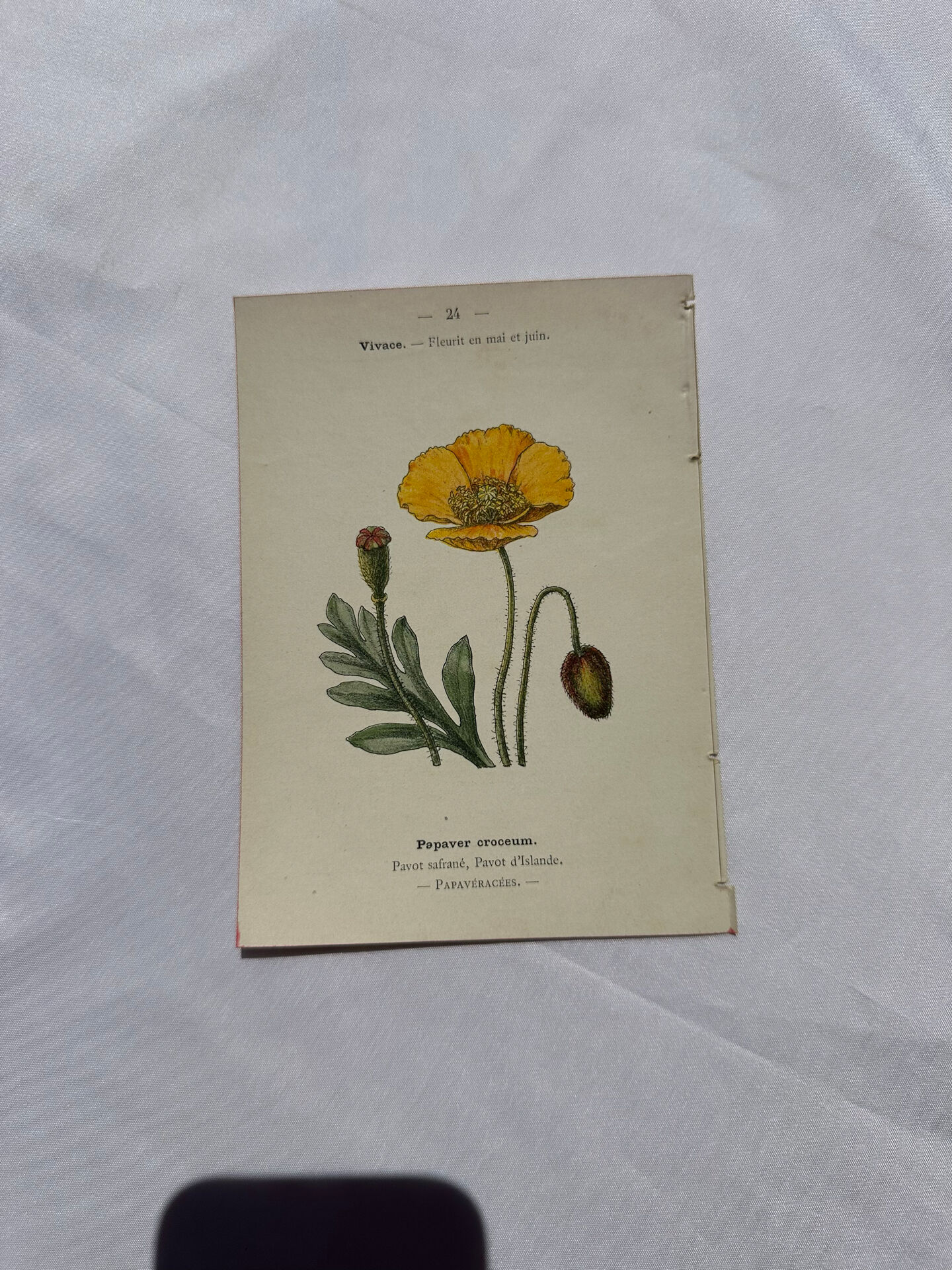 Botanical plate floral engraving naturalist 1800 double-sided