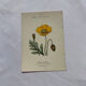 Botanical plate floral engraving naturalist 1800 double-sided