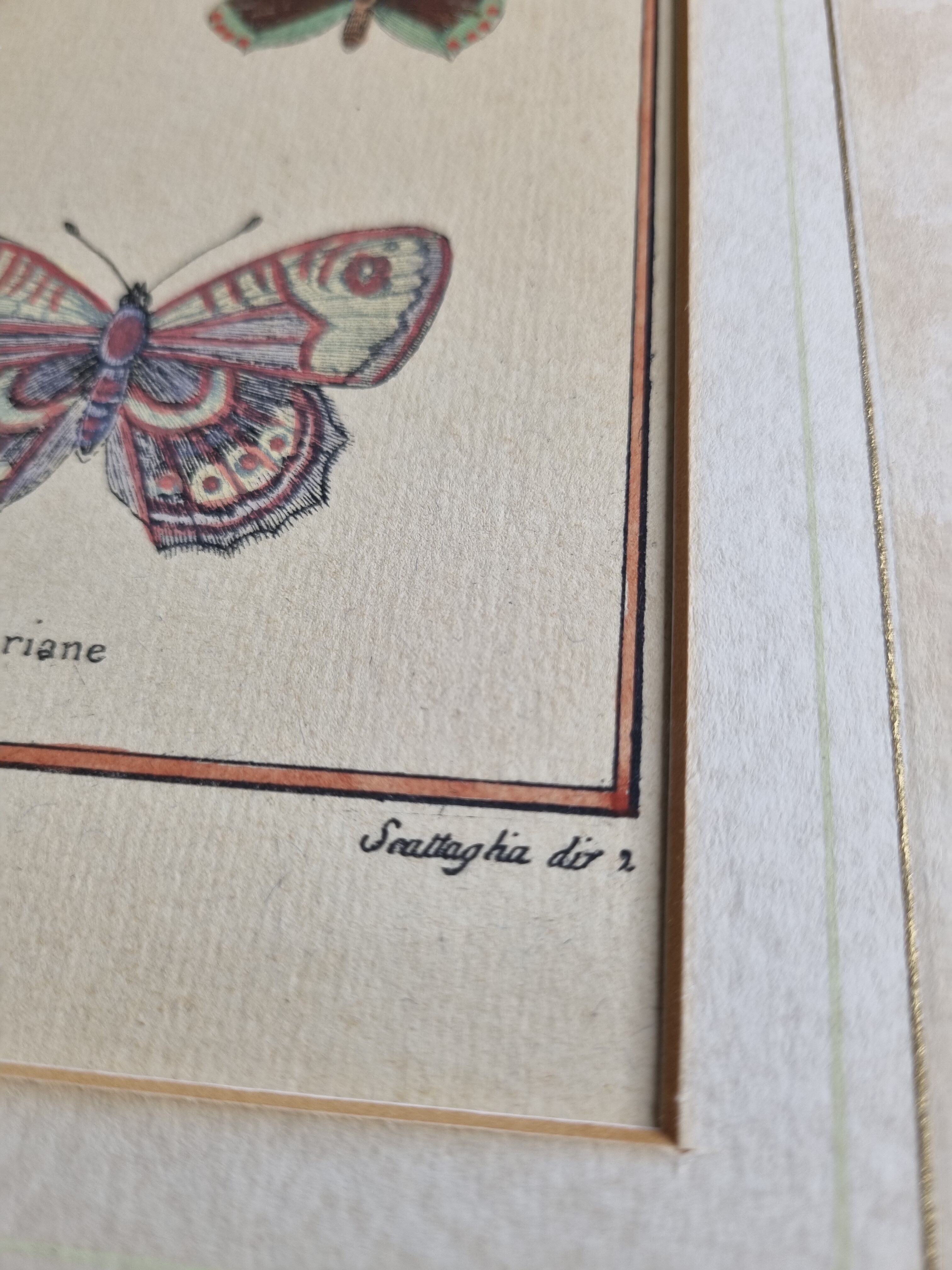 Natural history plate "The Butterflies of Europe", after Pietro Scattaglia, 18th century