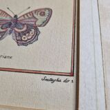 Natural history plate "The Butterflies of Europe", after Pietro Scattaglia, 18th century