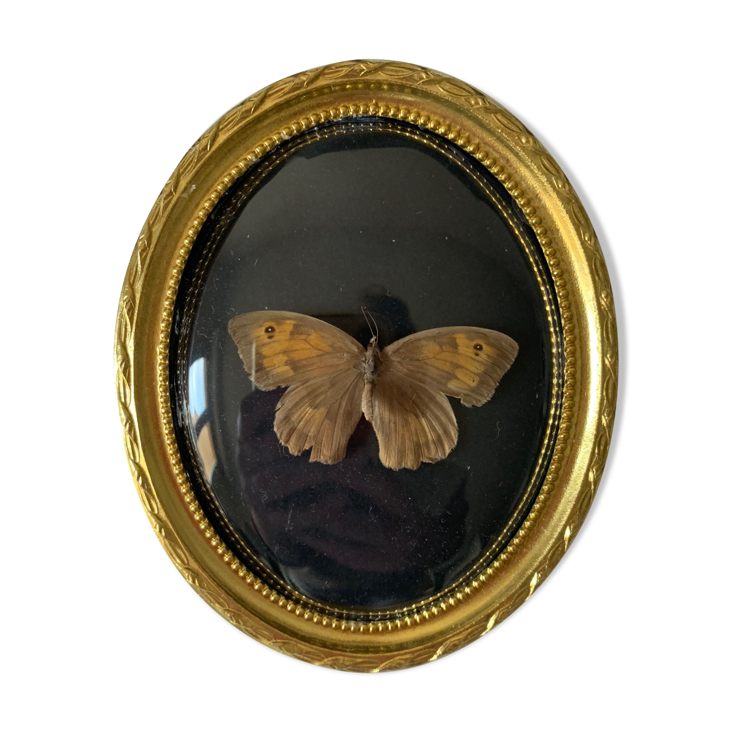 Butterfly under bulging frame
