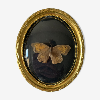 Butterfly under bulging frame