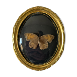 Butterfly under bulging frame