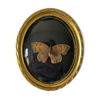 Butterfly under bulging frame