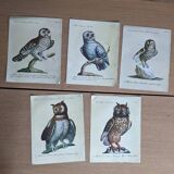 5 bird illustrations