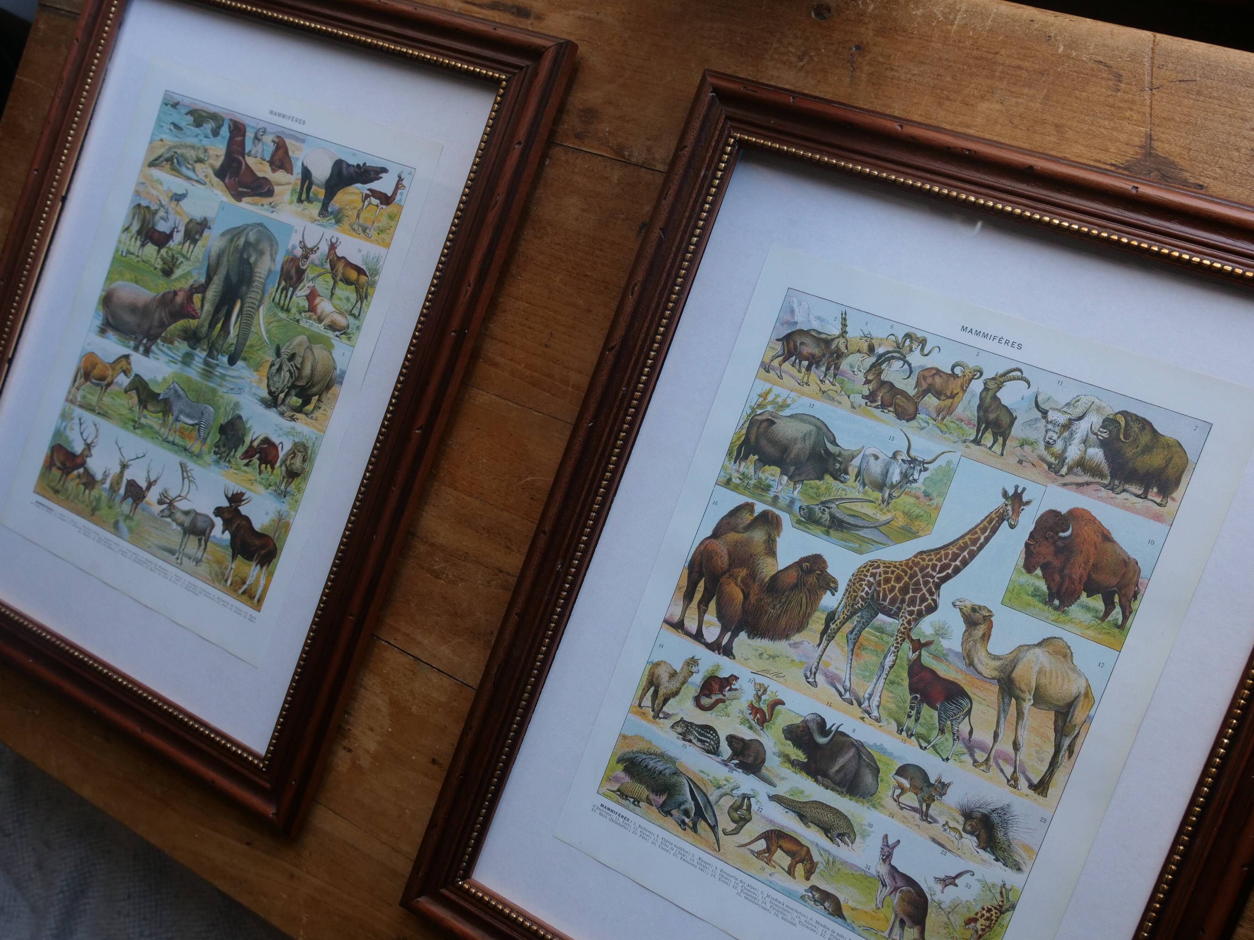 Original lithographs on butterflies