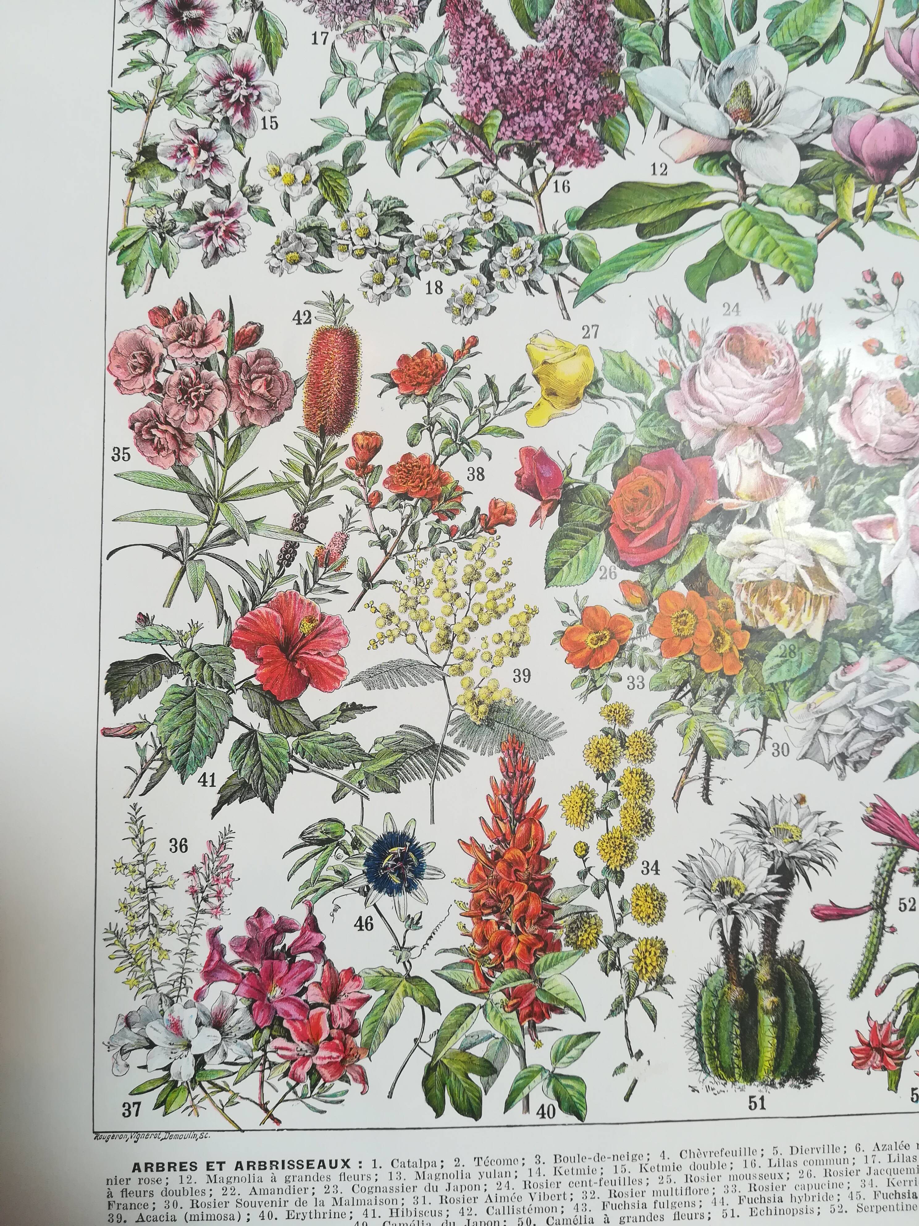 Lithograph on flowers from 1928 "rose bushes"