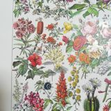 Lithograph on flowers from 1928 "rose bushes"