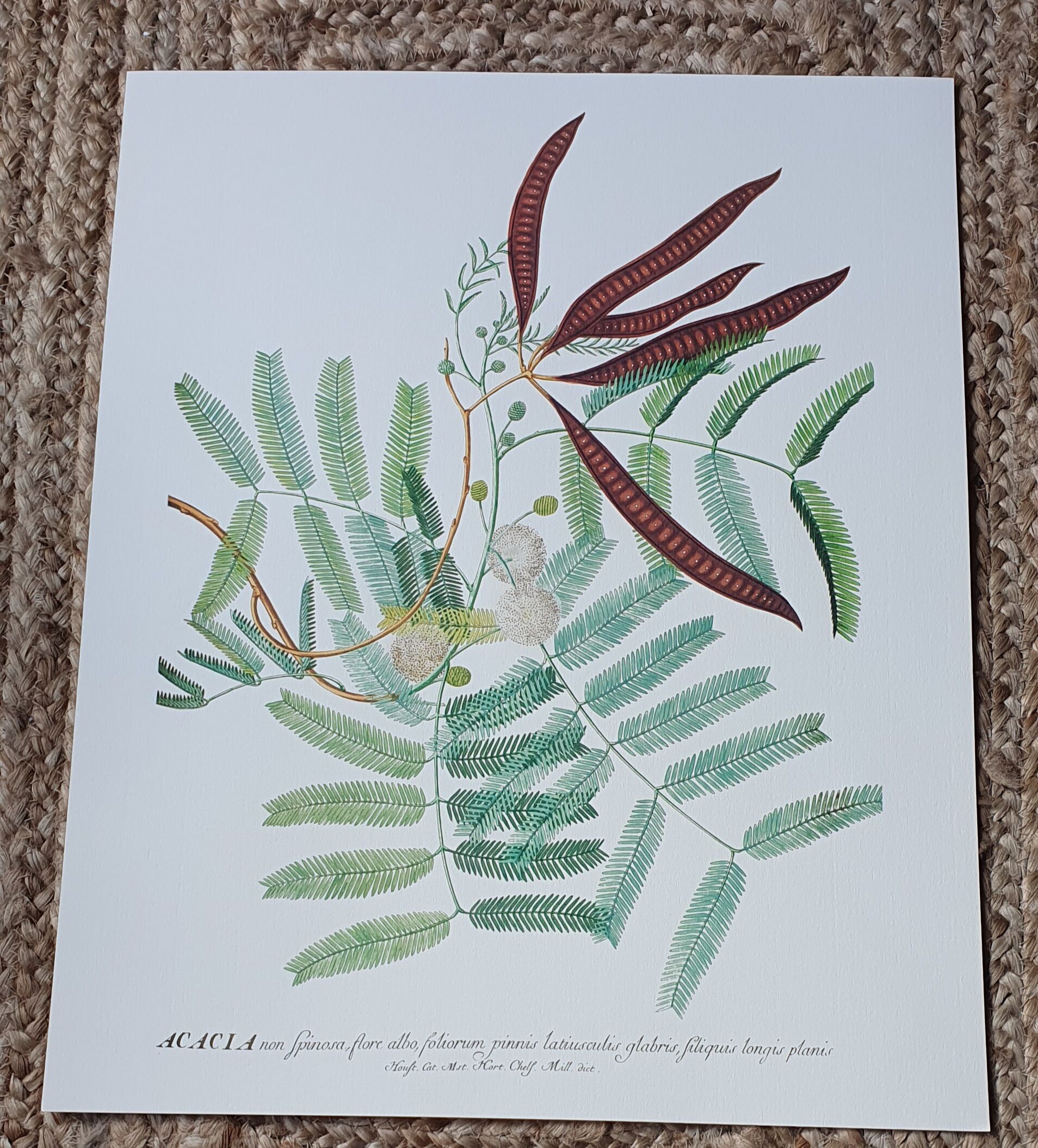 Illustration botanique