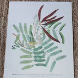 Botanical illustration