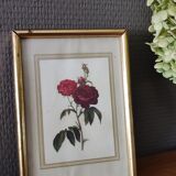 Redouté Frame