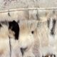 RUG Skin 1970s Beige-Brown - 56 x 107cm