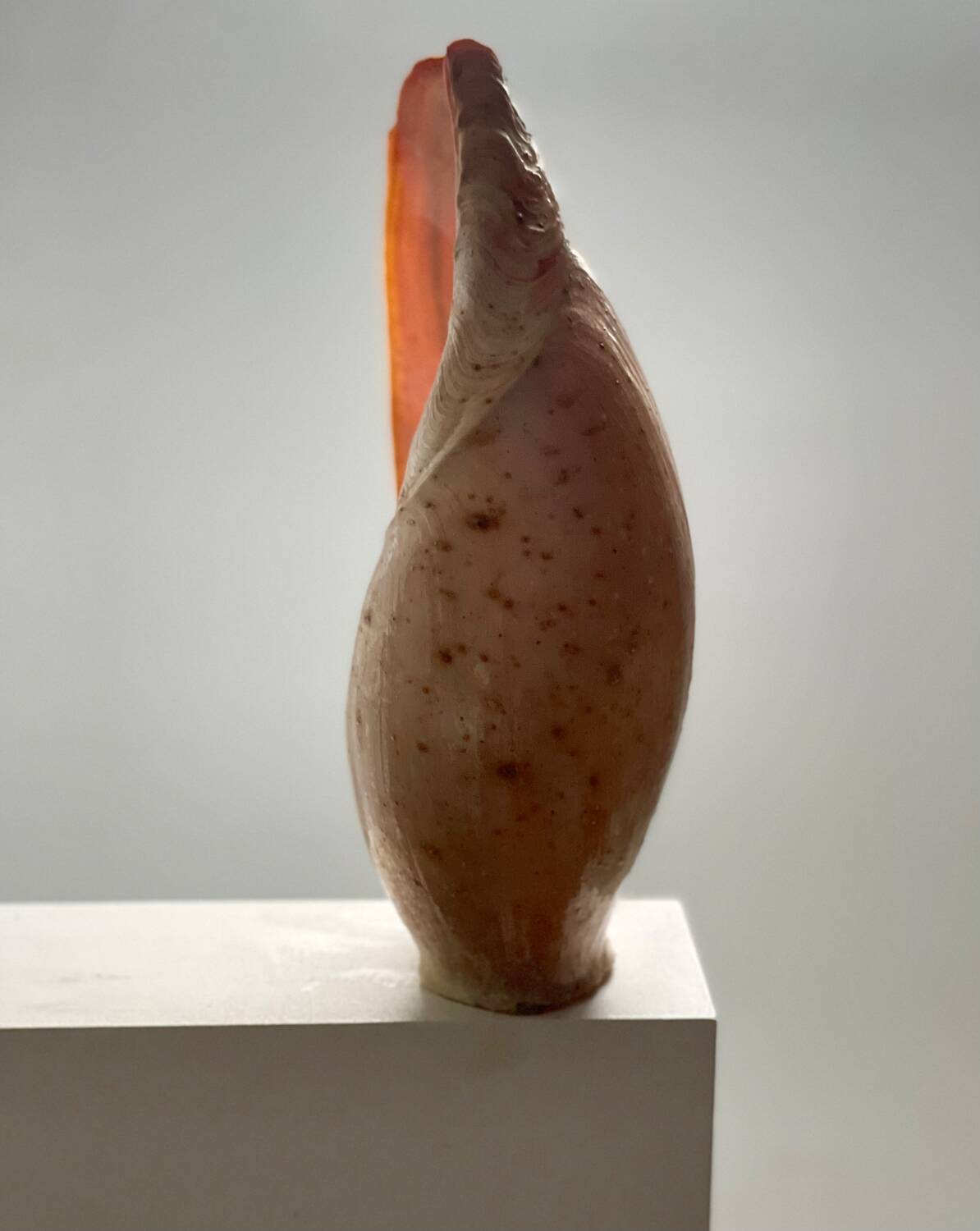 Large Melo Amphora seashell.