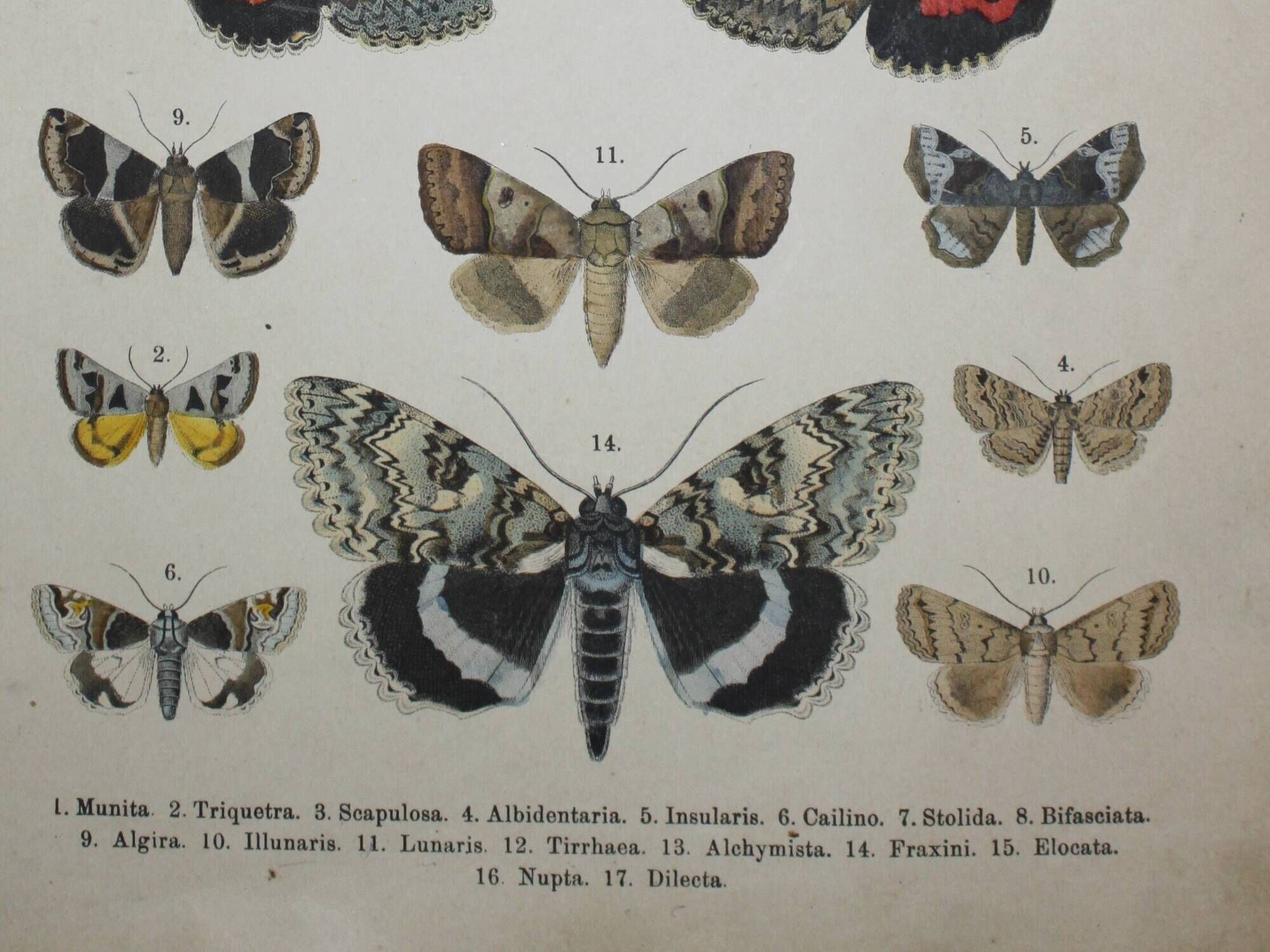 Old engraving of Butterflies - Lithograph from 1887 - Munita - Entomological illustration
