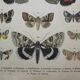 Old engraving of Butterflies - Lithograph from 1887 - Munita - Entomological illustration