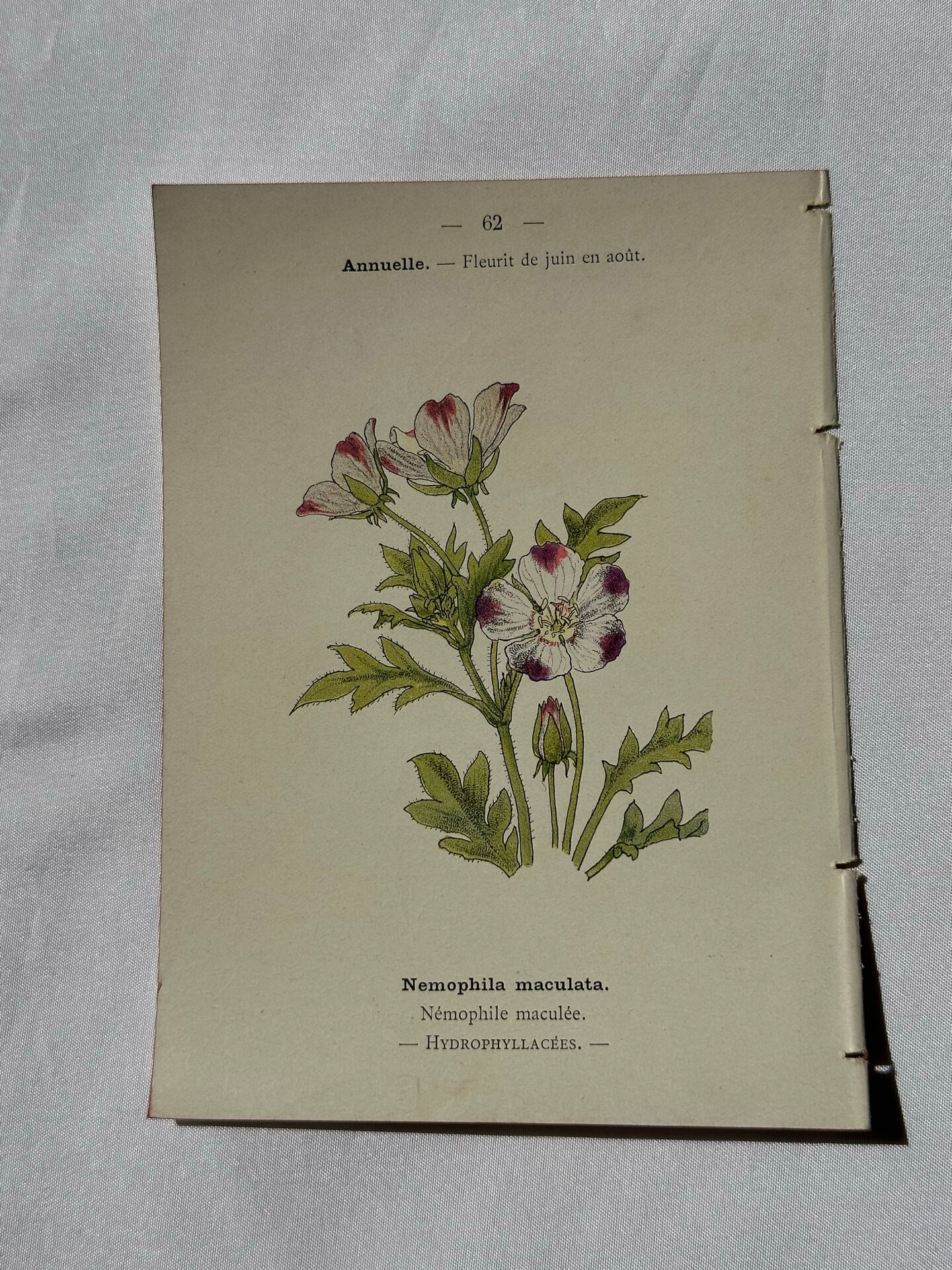 🌿 Botanical Plate Old Naturalist Engraving 19th Century Double-Sided