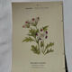 🌿 Botanical Plate Old Naturalist Engraving 19th Century Double-Sided