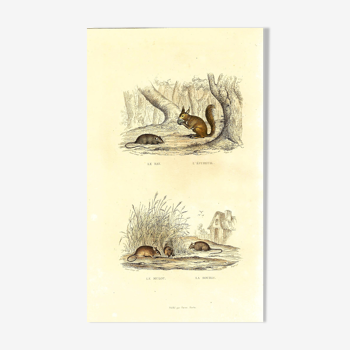 Planche zoologique originale "Rat - Ecureuil - Mulot - Souris " Buffon 1840