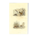 Original zoological plate "Rat - Squirrel - Field mouse - Mouse" Buffon 1840