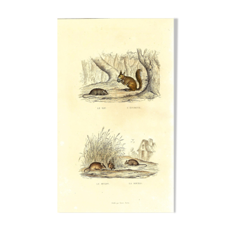 Planche zoologique originale "Rat - Ecureuil - Mulot - Souris " Buffon 1840